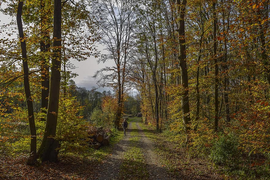 floresta, caminho, pessoa, caminhada, humano, caminhante, arvores, trilha, madeiras, bosques, outono