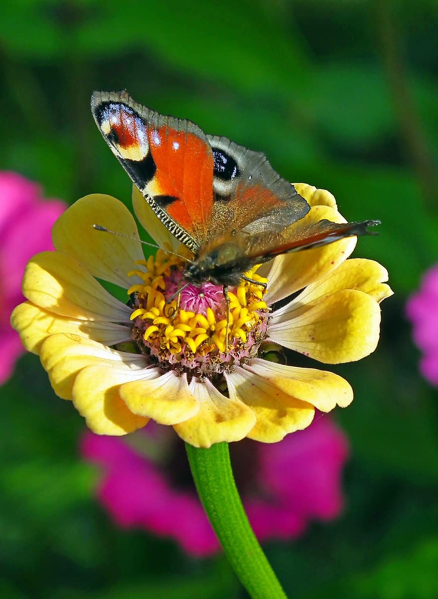 mariposa pavo real, mariposa, zinnia, insecto, aglais io, pavo real europeo, flor, naturaleza, jardín