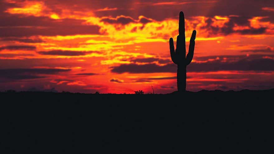 cactus, silhouette, tramonto, nuvole, cielo, natura, pianta, crepuscolo, retroilluminato, sole, paesaggio
