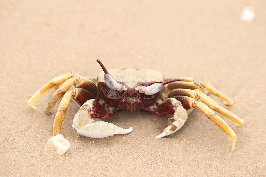 Crab, Sea, Sand, Nature, Water, Marine, Animals, Seafood