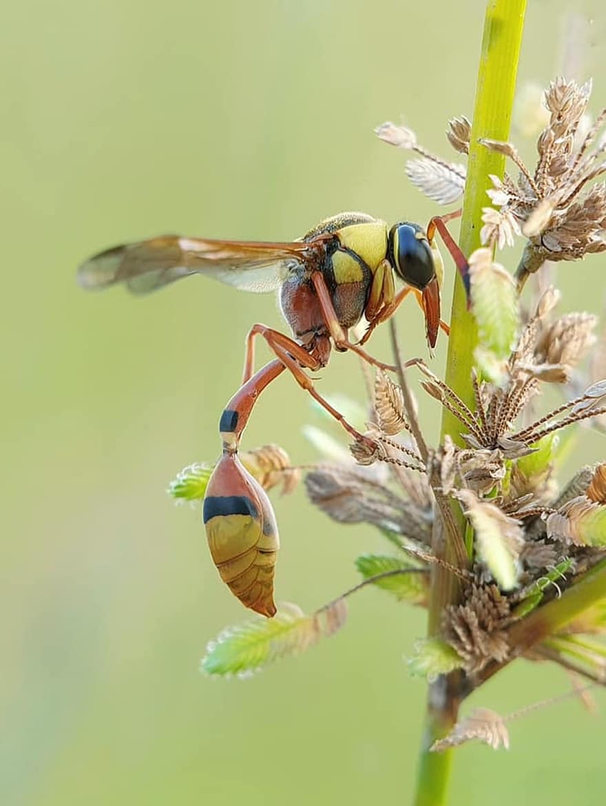 insekt, hornet, pollinering, makro
