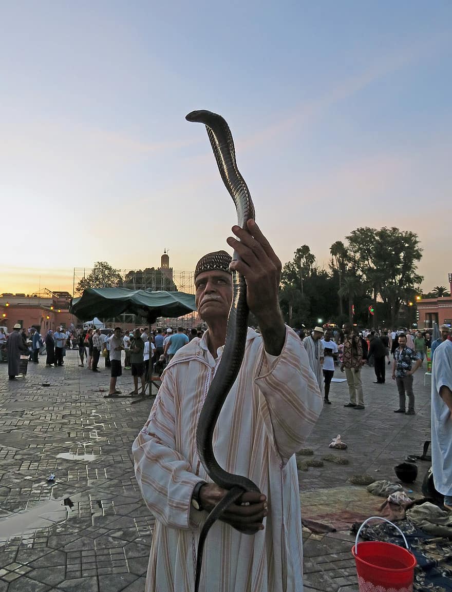 φίδι, marrakesh