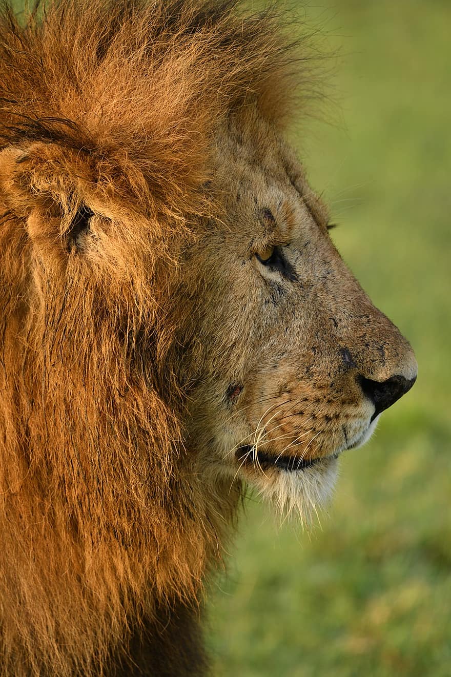 Lion, animal, Masai Mara, Afrique, faune, mammifère