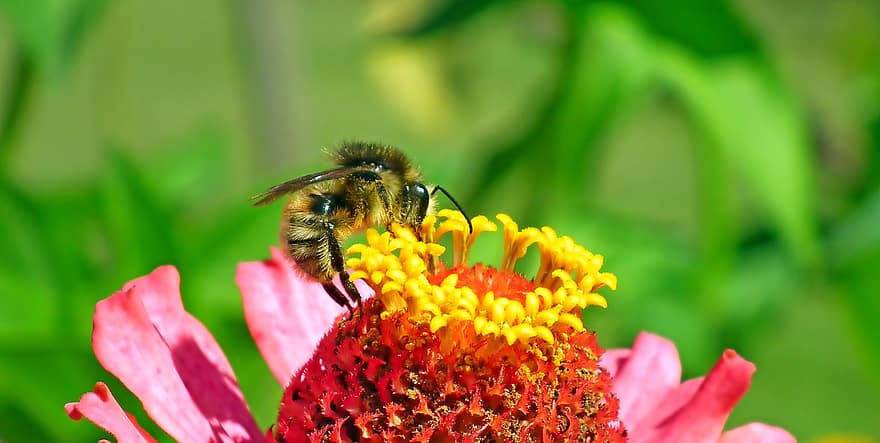 abejorro, insectos, flor, zinnia, naturaleza, jardín, polinización, polen, néctar