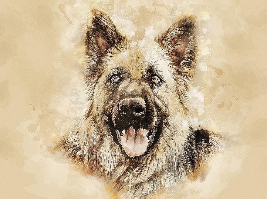 hond, Duitse herder, hoektand, huisdier, huiselijk, vacht, schilderij, ogen, kijken, mannetje, dier