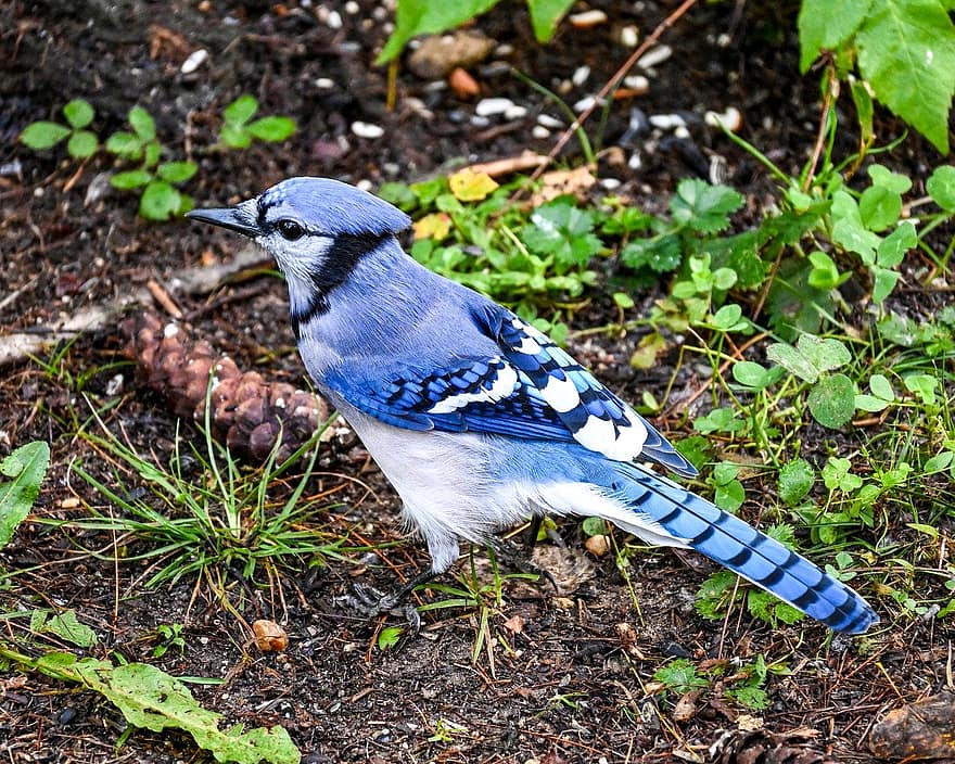 blue jay, bird, wildlife