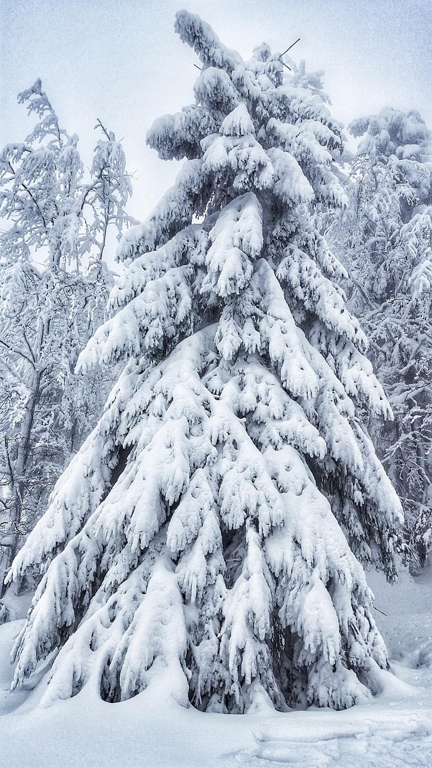 skujkoki, sniegs, ziemā, koki, mežs, meži, sniega mežs, sniegains, ziemas, dusmas, rime