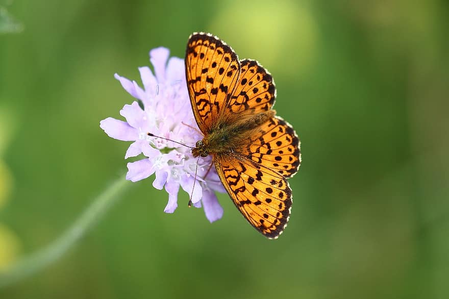 Fritillary, Butterfly, Insect, Flower, Wings, Plant, Garden, Fauna, Meadow, Nature, Closeup