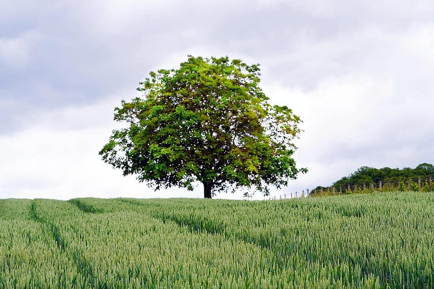 Baum, Getreidefeld, Weizenfeld, Bauernhof, Landwirtschaft, Feld, Natur, grüne Farbe, ländliche Szene, Pflanze, Sommer-