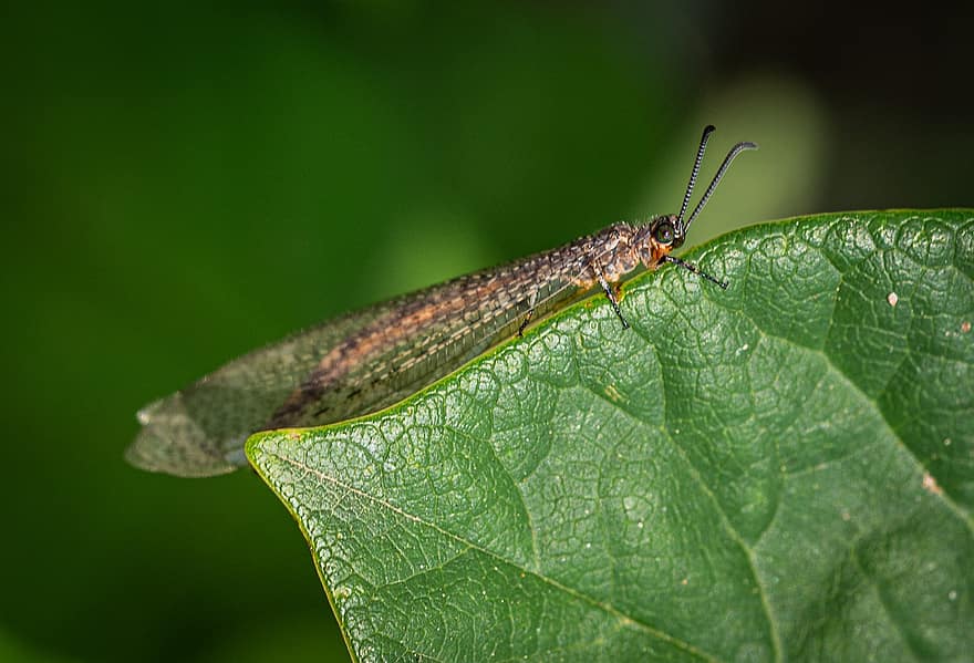 libellula, Antlion adulto, insetto, macrofotografia, foglia