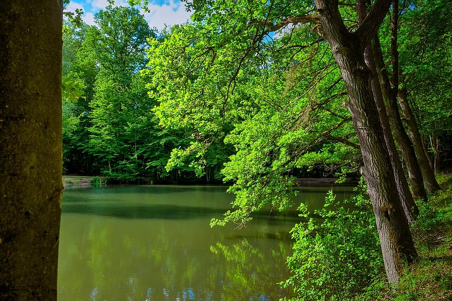 湖、木、森林、散歩するため、水、自然、沈黙、くつろぎ、夏、太陽、レクリエーション