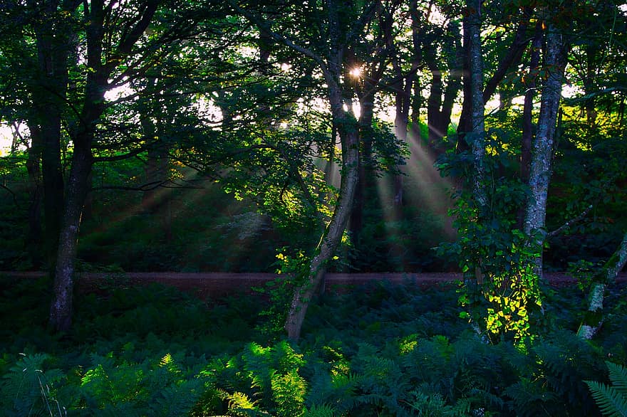árbol, bosque, luz del sol, pabellón, follaje, Dom, paisaje