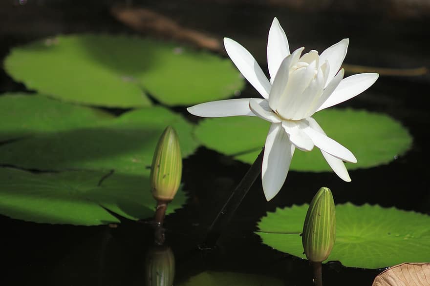 Nilüfer, lotus, çiçek, gölet, Zen, meditasyon, doğa, Bahçe, bitki, suda yaşayan, Barış
