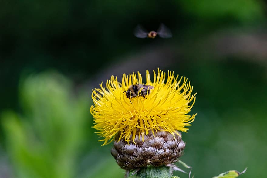 Flower, Thistle, Bee, Bug, Wings, Aster, Bighead Knapweed, Lemon Fluff, Basketflower, Insect, Wild