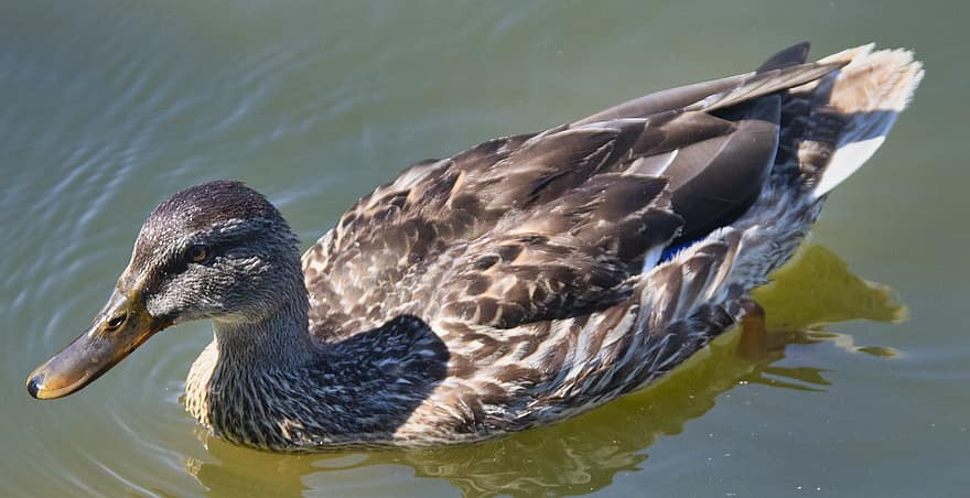 Duck, Bird, Waterfowl, Animal, Plumage, Feather, Poultry, Water