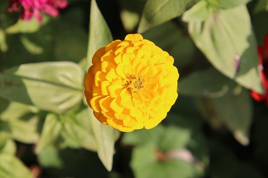 Zinnia, Flower, Plant, Yellow Flower, Petals, Bloom, Leaves, Garden, Nature, close-up, leaf