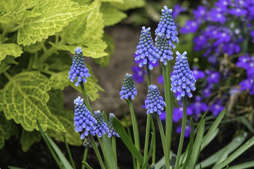 květiny, hroznový hyacint, jaro, flóra, rostlin, zahrada, růst, květ, rostlina, detail, zelená barva
