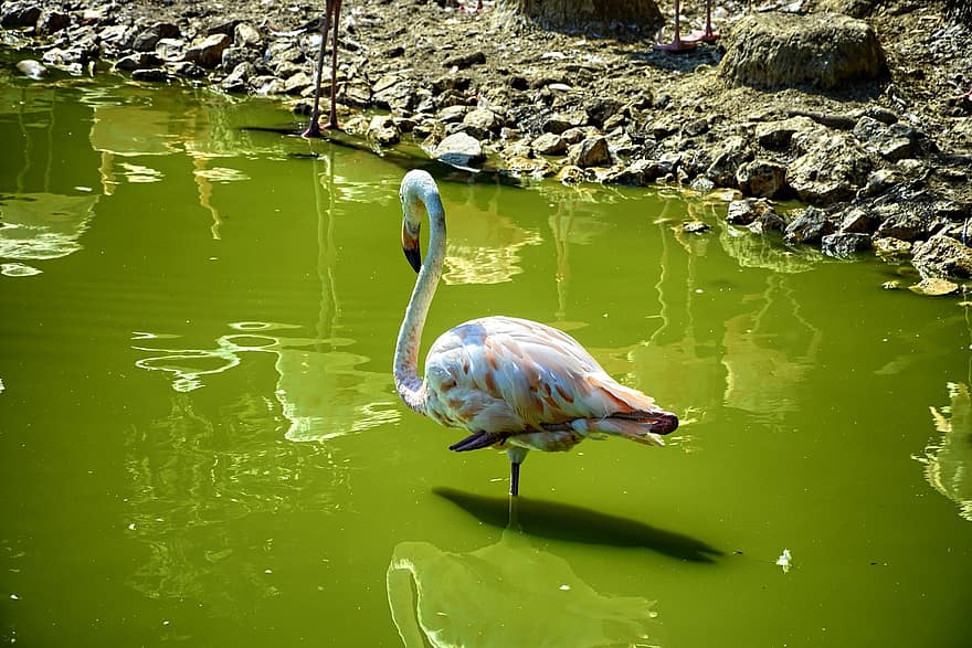 flamingo, dīķis, Francija, parks, villars-les-dombes
