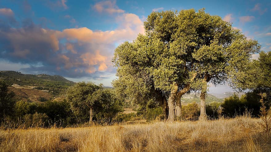 Olive Trees, Trees, Olive Grove, Mountain, Clouds, Sky, Landscape, Agriculture, Fields, Grass, Meadow