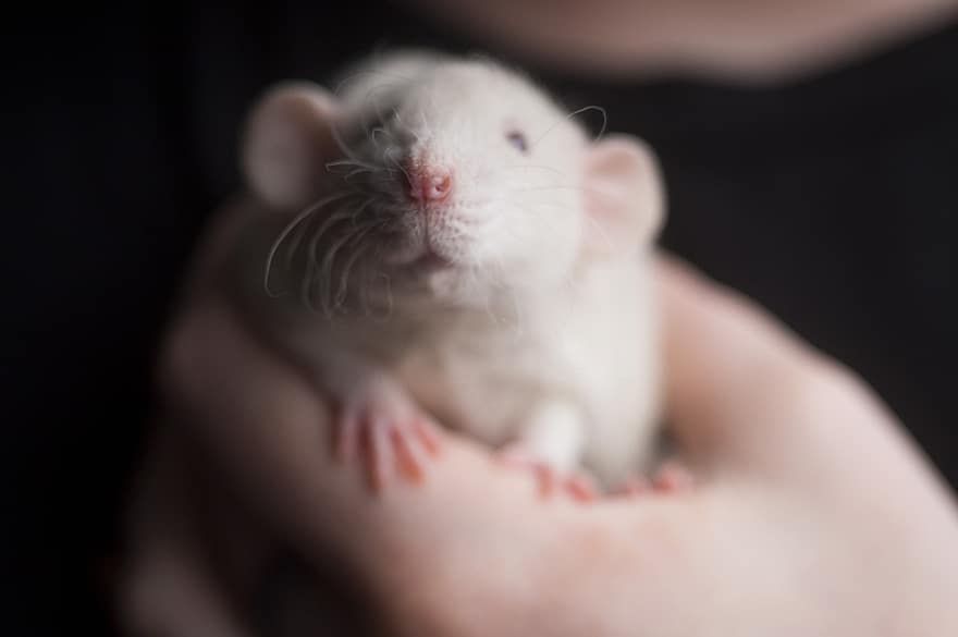 Animal, Mouse, Rat, Rodent, Mammal, Species, Fauna, close-up, cute, small, pets