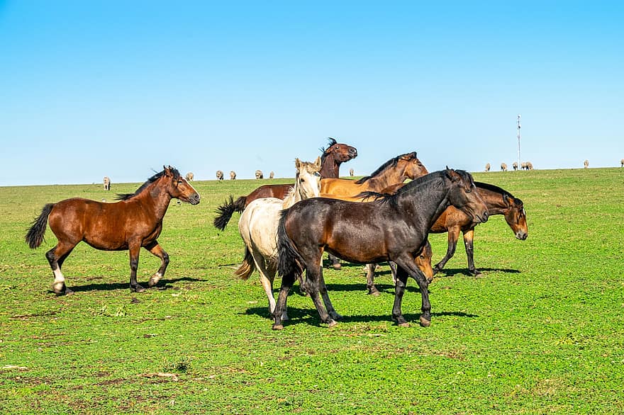 Horses, Rural, Field, Countryside, Fence, Grass, Farm, Mammals