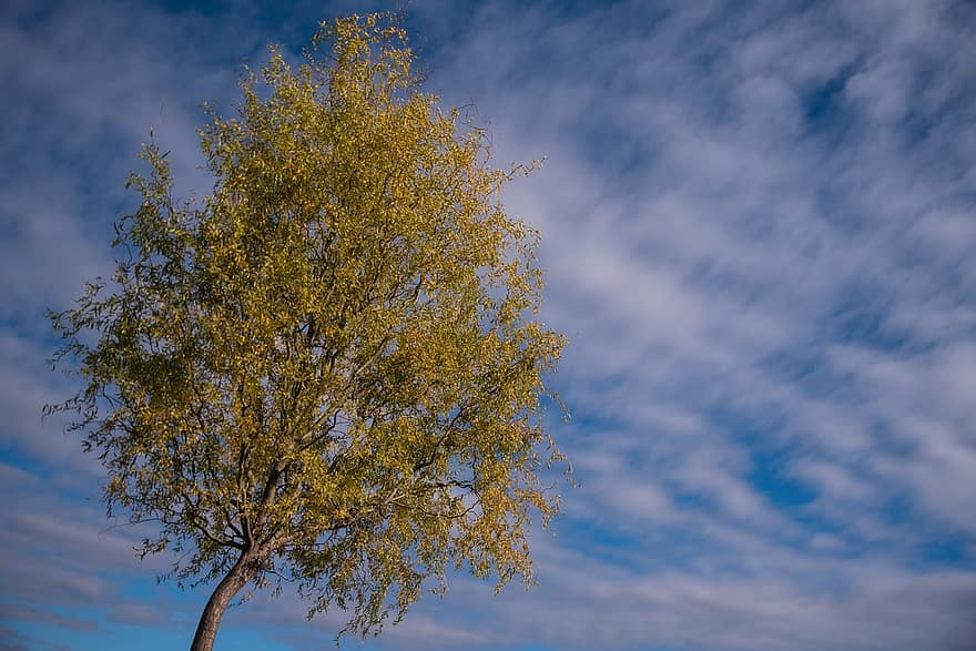 albero, cielo, nuvole, cielo blu, giorno, rami, le foglie, fogliame, albero singolo, natura, skyscape