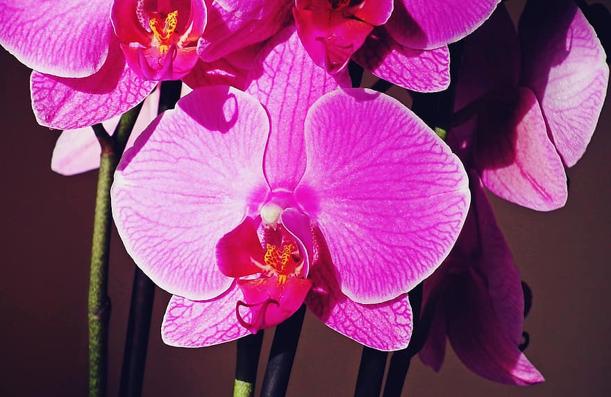orchidee, fiori, fiori rosa, petali, petali di rosa, fioritura, fiorire, flora, piante, natura