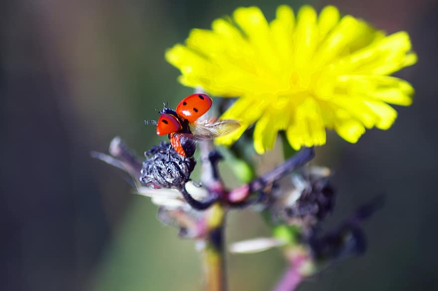 Boružė, vabzdys, ladybird beetle, vabalas, raudonas vabalas, punktyras, Punktyrinis vabalas, pobūdį, lapai, fauna, gyvūnas