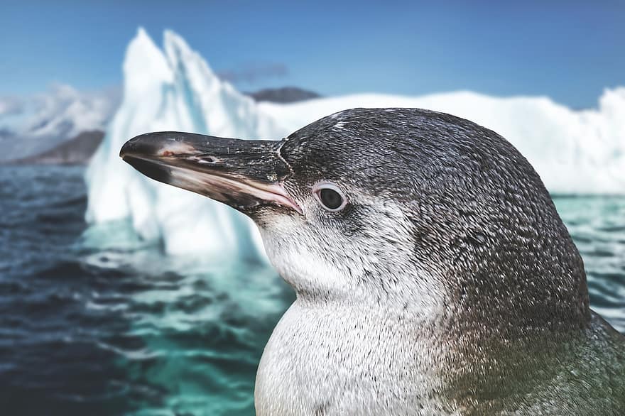 jég, tenger, pingvin, téli, hideg, óceán, természet, madár, bezár, röpképtelen madár, állat