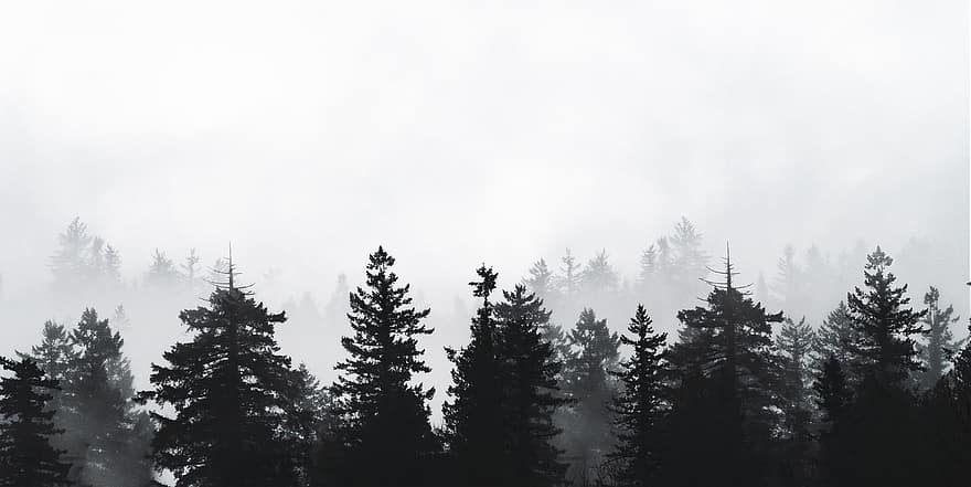 foresta, alberi, nebbia, silhouette, nebbioso, inverno, boschi, mistico, mattina, buio, panoramico