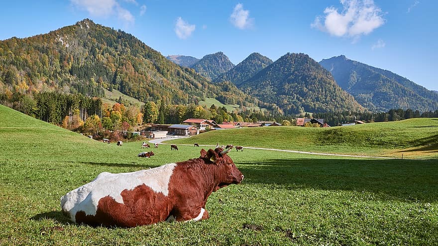 Kuh, das Vieh, Vieh, Bauernhof, Tier, Natur, Säugetier, Landwirtschaft, ländlich, Landschaft, Rindfleisch
