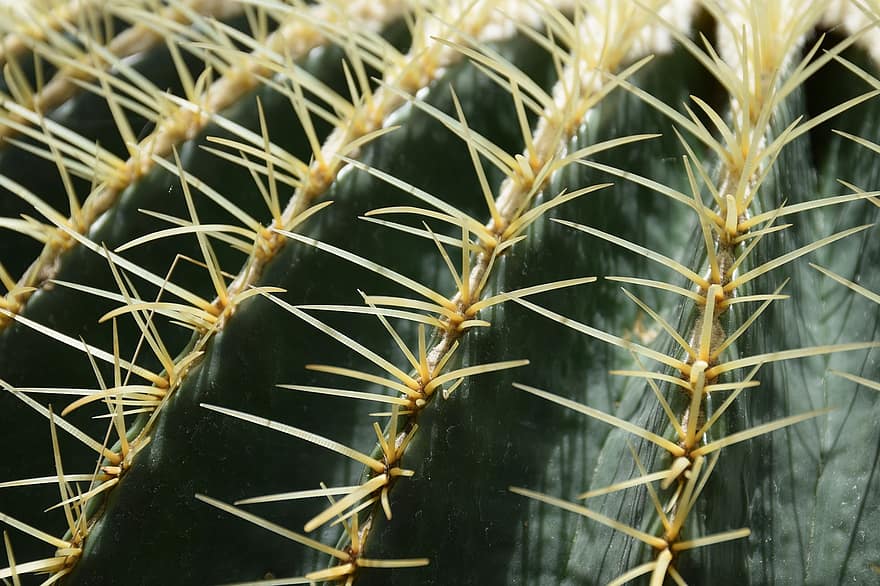 kaktus, gyllene fatkaktus, nålar, Kaktusnålar, guldboll, taggig, närbild, svärmors kudde, echinocactus grusonii, mexico, utsatt för fara
