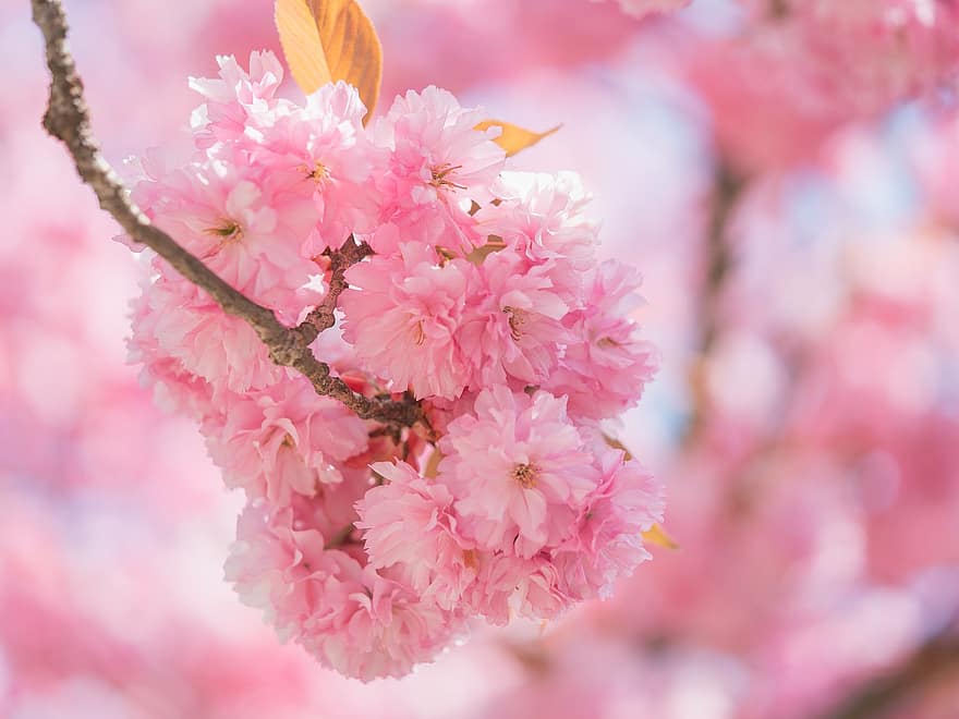 bunga sakura, cherry hias, cabang, bunga, musim semi, berwarna merah muda, pohon, merapatkan, menanam, warna merah jambu, mekar