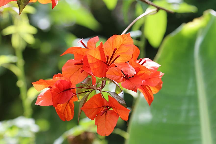 bougainvilleas, λουλούδι, το κόκκινο, φύση, κήπος, καλοκαίρι