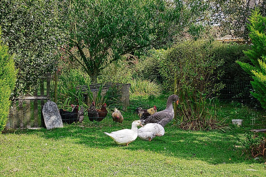 Hens, Geese, Rooster, Farmyard