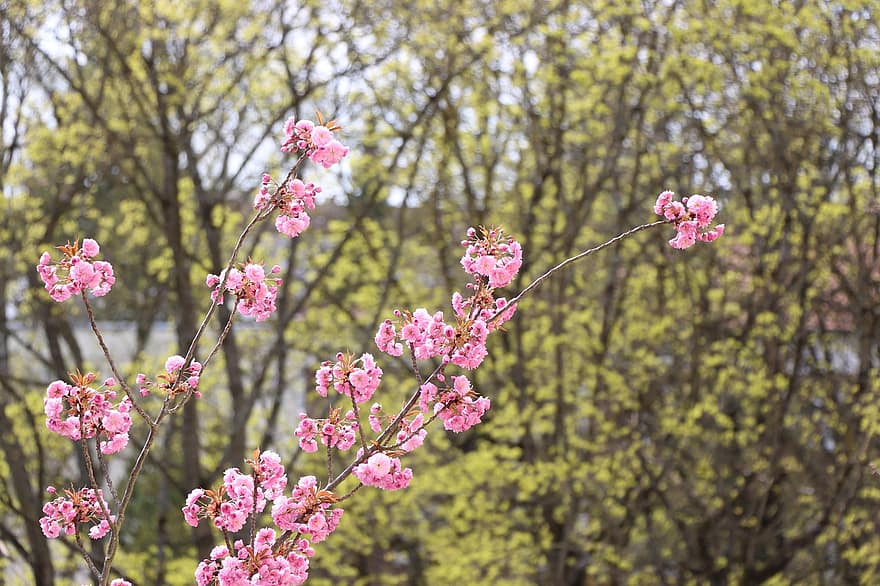 δέντρο, κεράσι άνθη, ροζ, άνθος, ανθίζω, εποχή, λουλούδι, φυτό, ροζ χρώμα, γκρο πλαν, κεφάλι λουλουδιών
