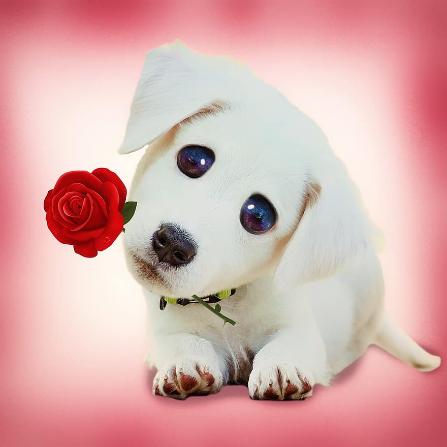 Puppy, Cute Puppy, Portrait, Pet, Cute Dog, Animal, Dog, Rose, Sweet, Background, cute