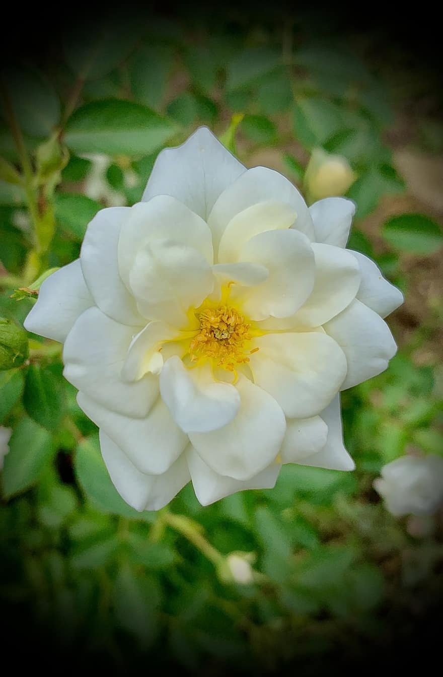 rosa china, Rosa blanca, Rosa, jardín, flor, rosa chinensis