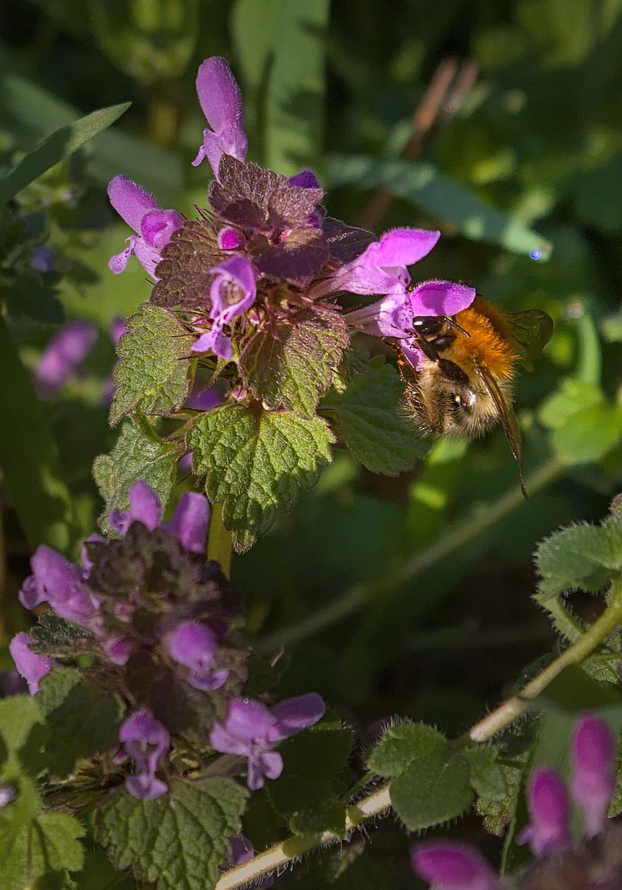 bumblebee, polinização, urtiga morta, Primavera, natureza