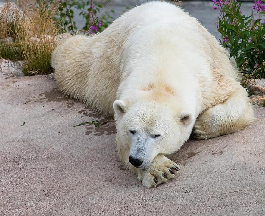 lední medvěd, ursus maritimus, Zoo Ranua, zvíře, savec, Finsko, Ranua, volně žijících živočichů, roztomilý, srst, Pes