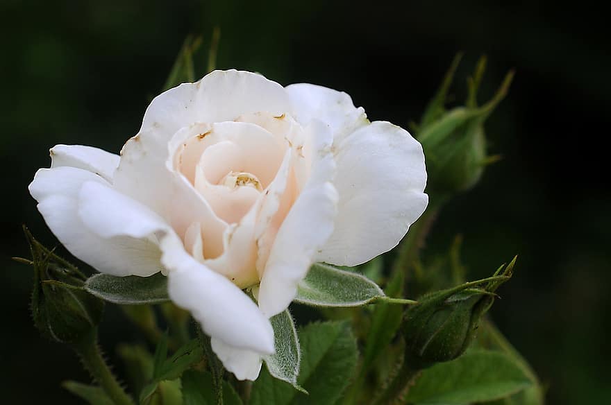 ruusu-, kukka, kasvi, valkoinen ruusu, valkoinen kukka, terälehdet, silmut, kukinta, lehdet, luonto