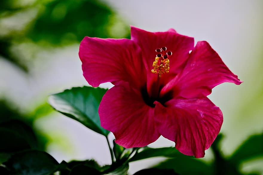 floare, hibiscus, floră, plantă, a închide, frunze, petală, cap de floare, vară, culoarea roz, botanică