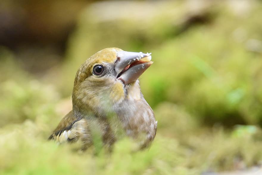 Juvenile Hawfinch, pasăre, animal, aviară, a închide, natură, Coccothraustes Juvenile