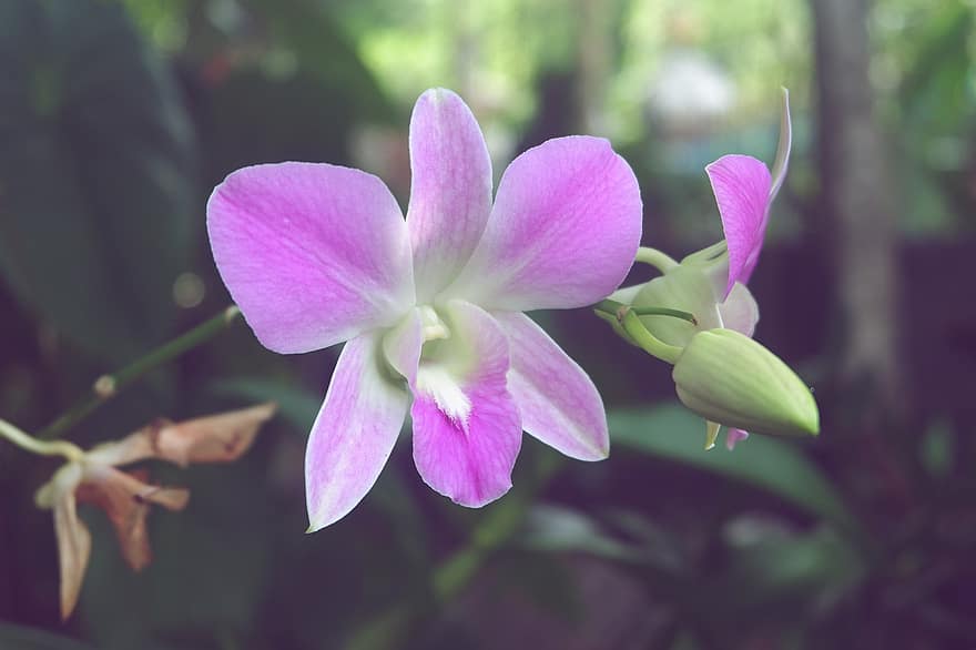 flor, orquídea, Flor