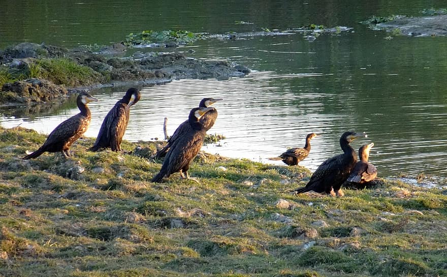 oiseau, grand cormoran, phalacrocorax carbo, grand cormoran noir, cormoran noir, black shag, aves, suliformes, phalacrocoracidae, kaziranga, parc national