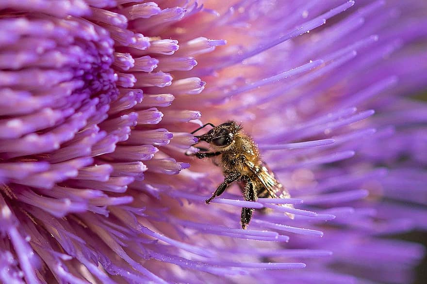 bi, blomst, blomstre, flor, honningbi, sommer, pollen, insekt, nektar, begyndelsen af ​​foråret, makrofotografering