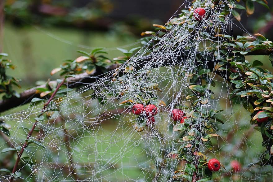 struik, fabriek, web, dauw, vervloekt, spin, herfst, spinnenweb, detailopname, blad, seizoen