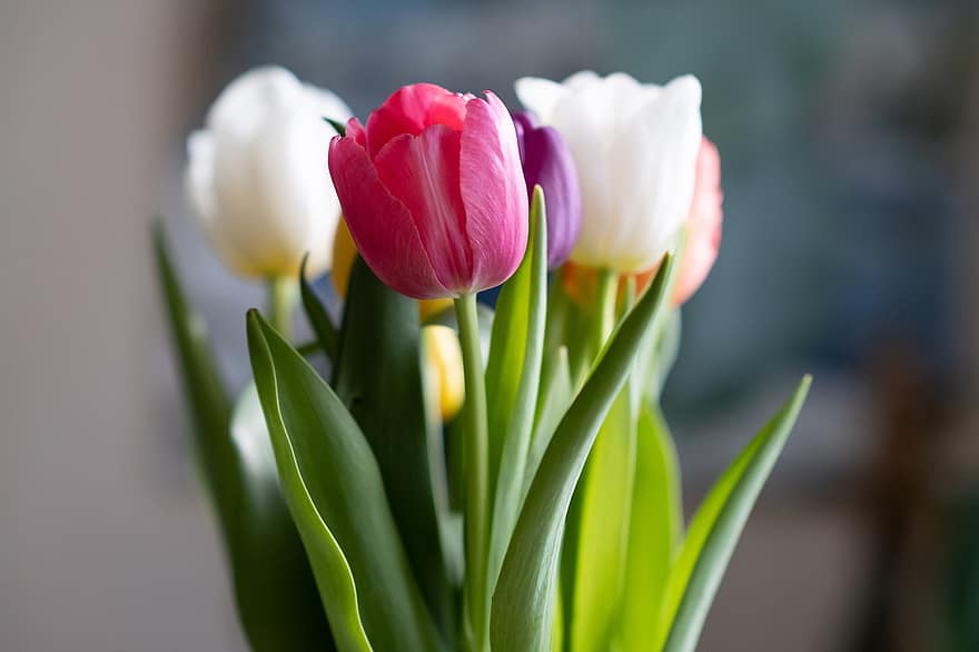 tulipaner, blomster, buket, blomster arrangement, flora, flor, forår