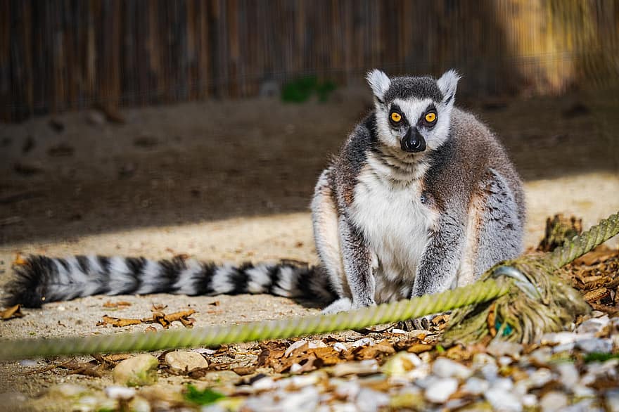 ring-tailed lemur, primat, dyr, lemur, pattedyr, vild, dyreliv, Zoo, nuttet, truede arter, leder