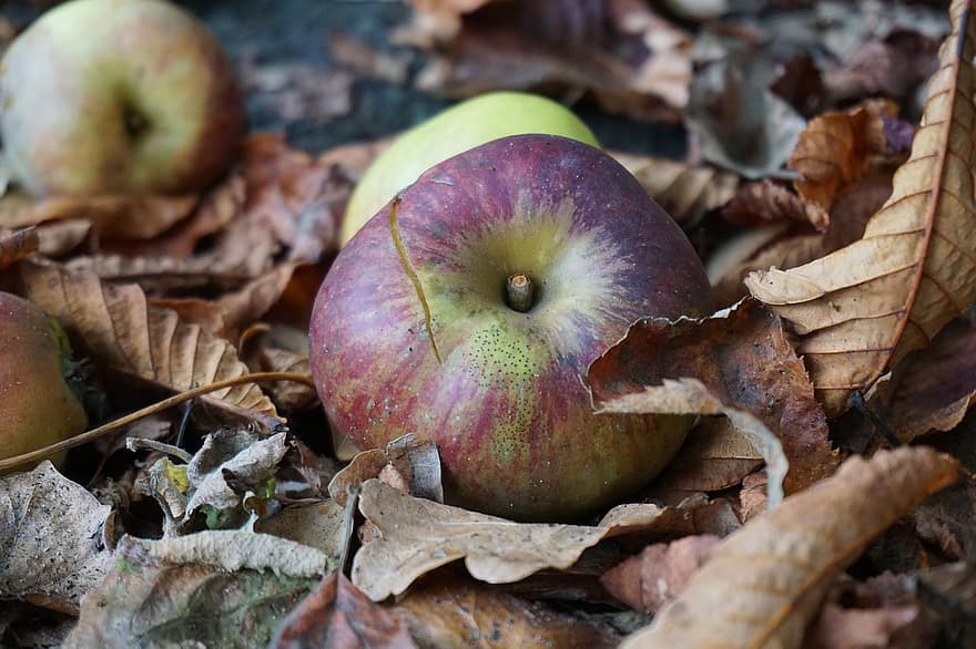 плодове, ябълка, есен, органичен, падане, листа, природа